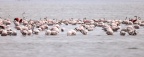 Walvis Bay - Greater Flamingos (Phoenicopterus roseus)