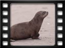 Pelican Point Peninsula - Cape Fur Seals (Arctocephalus Pusillus)