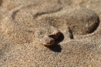 Namib Desert Coast - Peringuey's adder (Bitis peringueyi)
