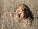 Eldorado Animal Sanctuary - Lion (Panthera leo)