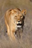 Eldorado Animal Sanctuary - Lioness (Panthera leo)