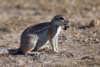 Eldorado Animal Sanctuary - Cape ground squirrel (Xerus inauris)
