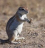 Eldorado Animal Sanctuary - Cape ground squirrel (Xerus inauris)