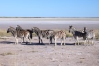 Etosha - Burchell's zebra (Equus quagga burchellii)