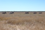 Etosha - Burchell's zebra (Equus quagga burchellii)