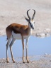 Etosha - Springbok (Antidorcas marsupialis)