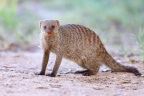 Etosha - Banded mongoose (Mungos mungo)