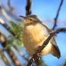 Etosha - Long-billed crombec (Sylvietta rufescens)