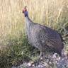 Etosha - Helmeted guineafowl (Numida meleagris)