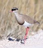 Etosha - Crowned lapwing (Vanellus coronatus)