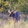 Etosha - Greater kudu (Tragelaphus strepsiceros)