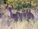 Etosha - Greater kudu (Tragelaphus strepsiceros)