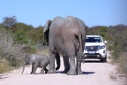 Etosha - African bush elephant (Loxodonta africana)