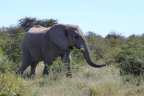 Etosha - African bush elephant (Loxodonta africana)