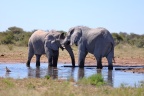 Etosha - African bush elephant (Loxodonta africana)