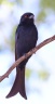 Etosha - Fork-tailed drongo (Dicrurus adsimilis)