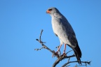 Etosha - Pale chanting goshawk (Melierax canorus)
