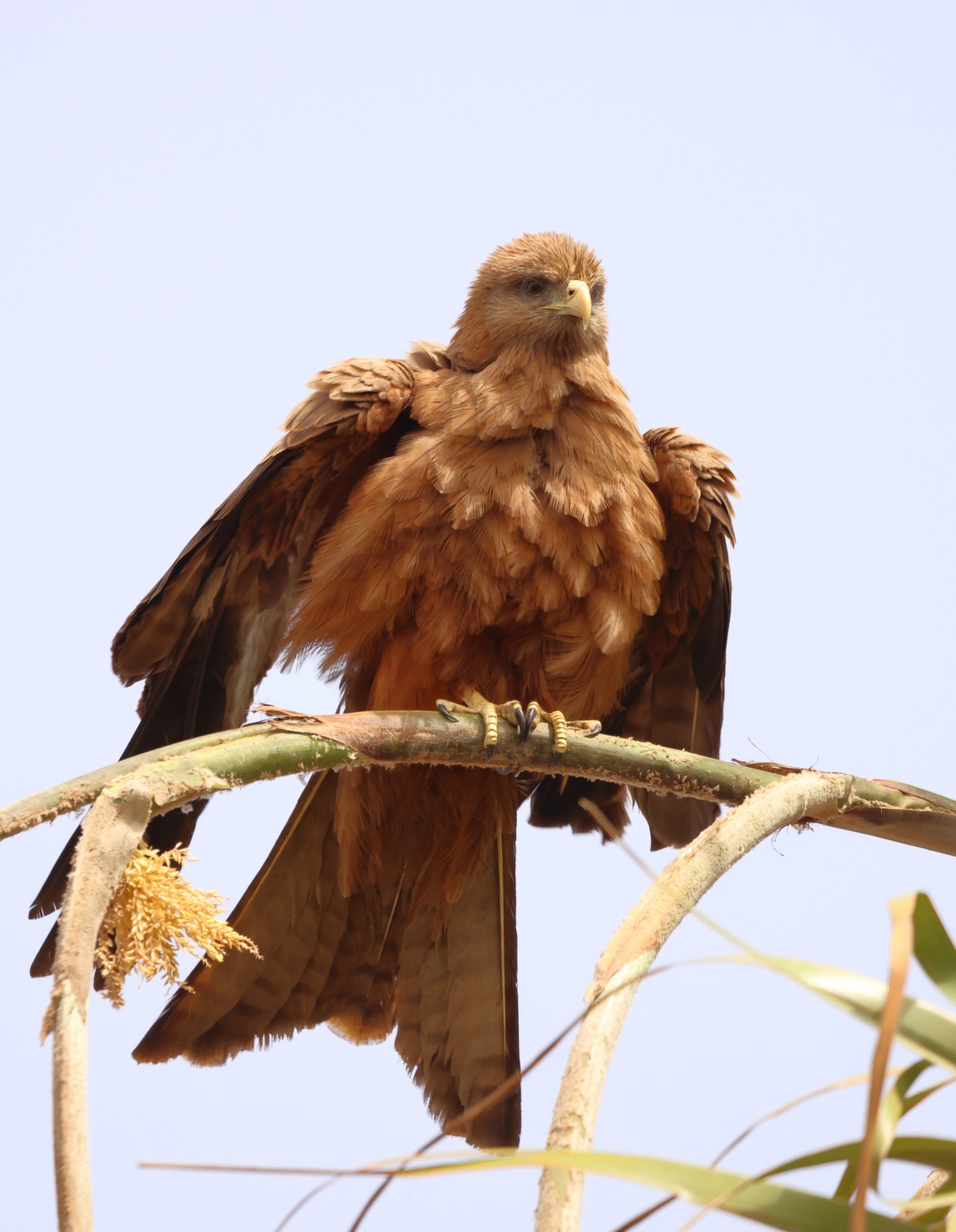 Gorée - Yellow-billed kite (Milvus aegyptius)