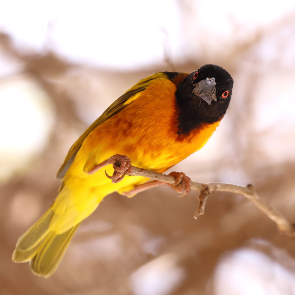 Gorée - Village weaver (Ploceus cucullatus)