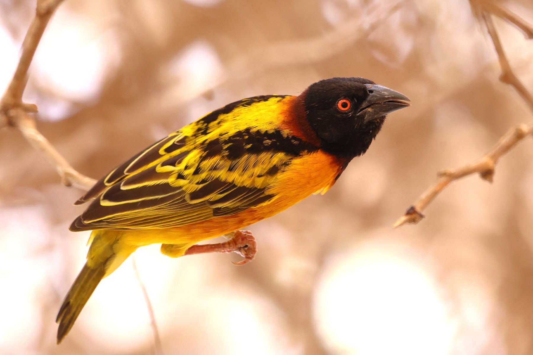 Gorée - Village weaver (Ploceus cucullatus)