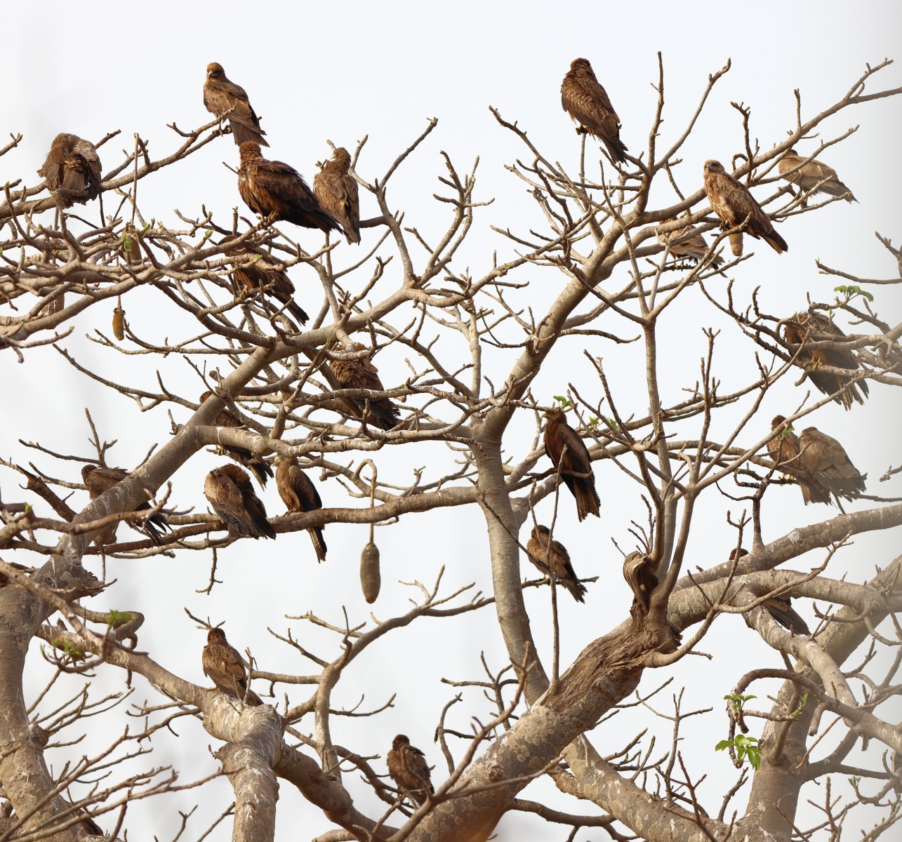 Gorée - Yellow-billed kites (Milvus aegyptius)