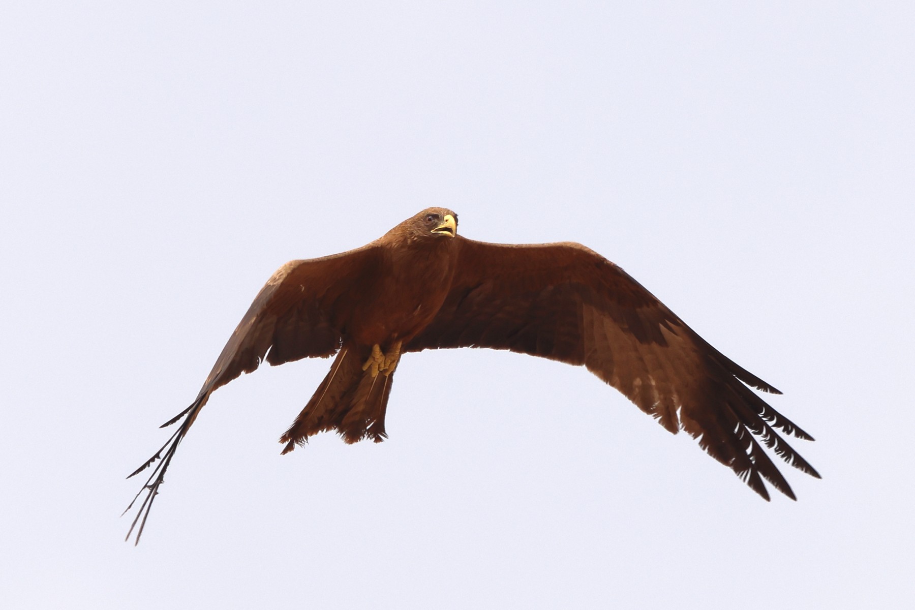 Gorée - Yellow-billed kite (Milvus aegyptius)
