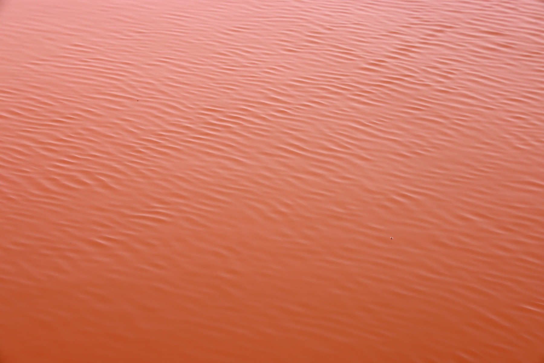 Lac Rose - Surface
