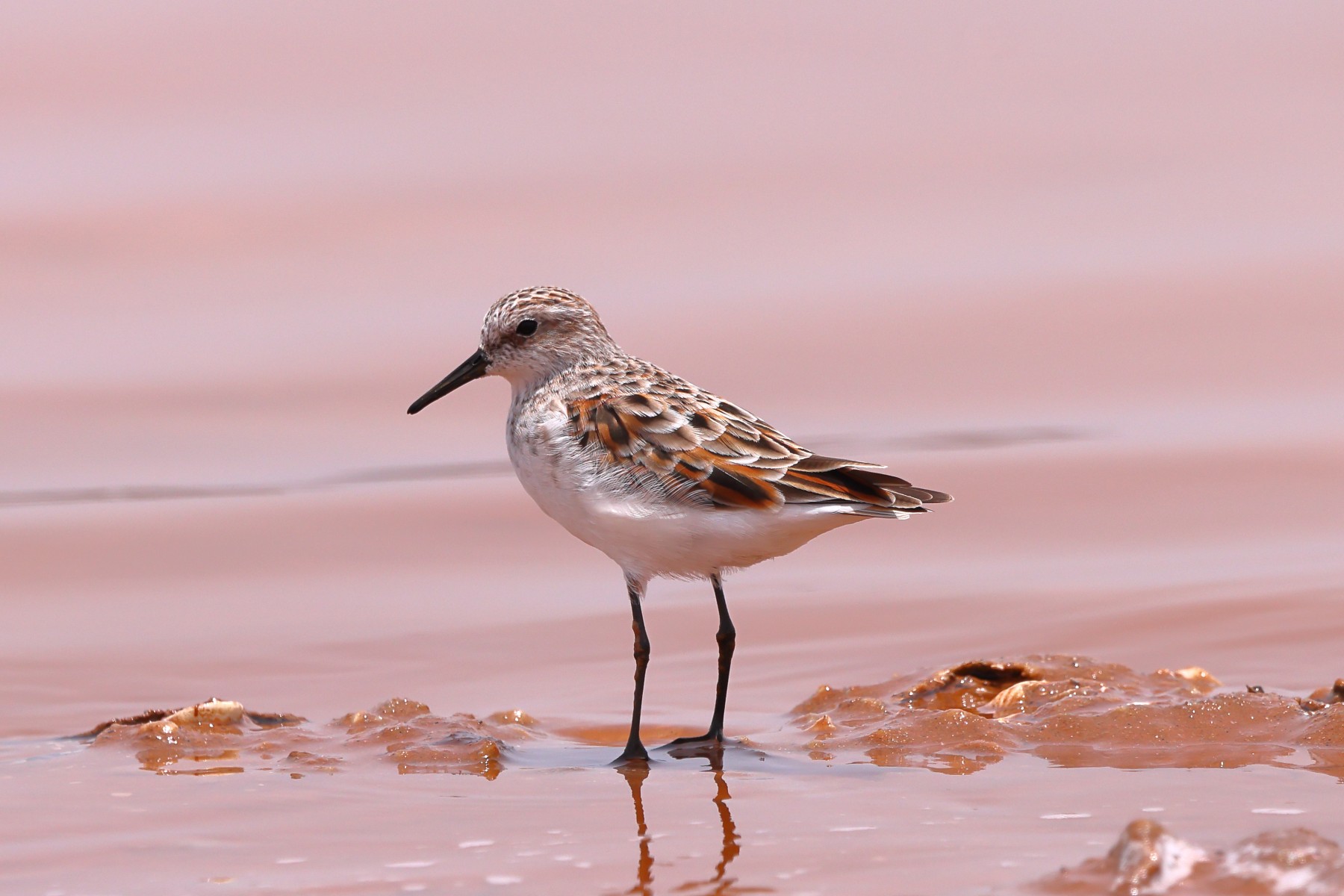Lac Rose - Little stint (Calidris minuta)