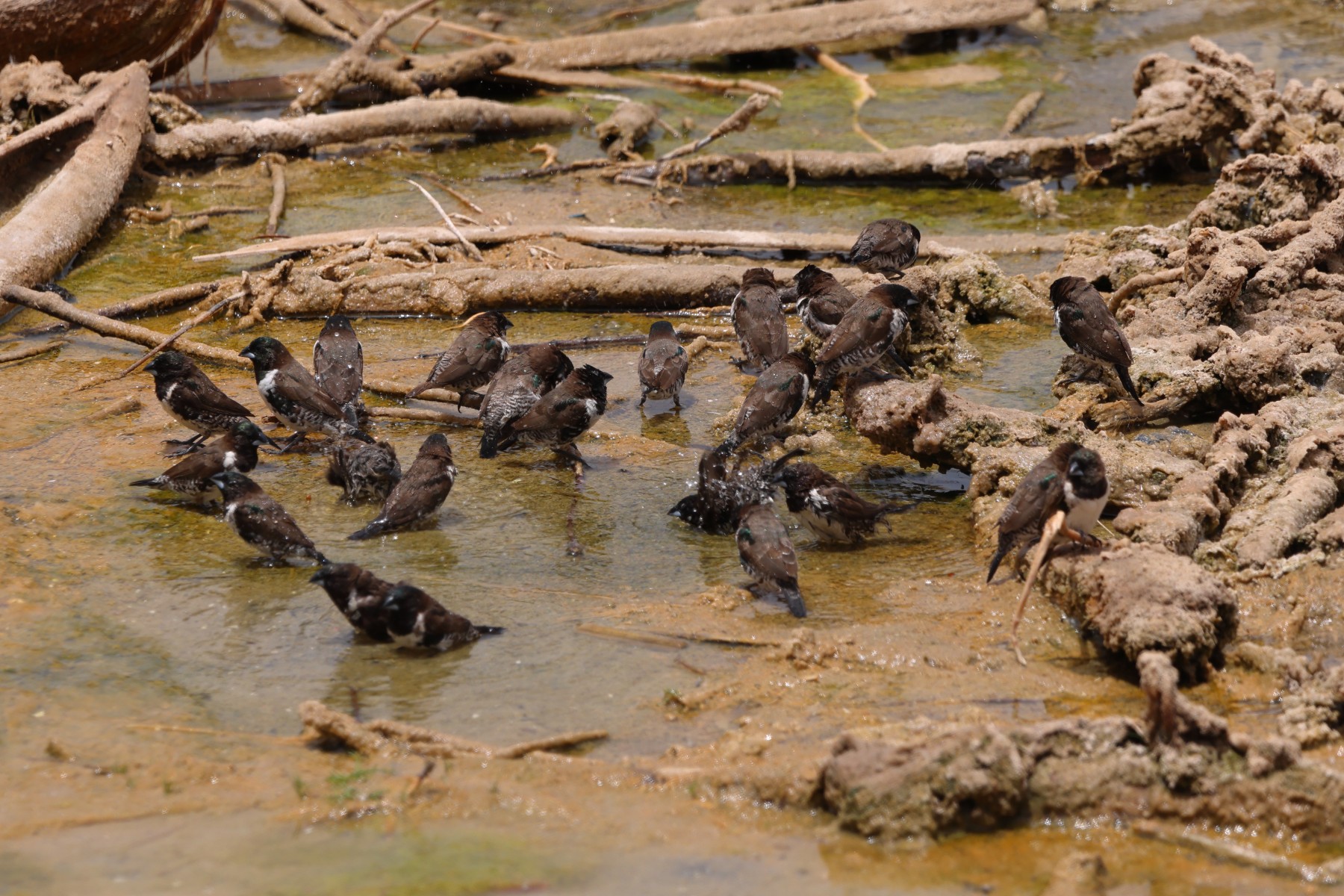 Lac Rose - Bronze mannikins (Spermestes cucullata)