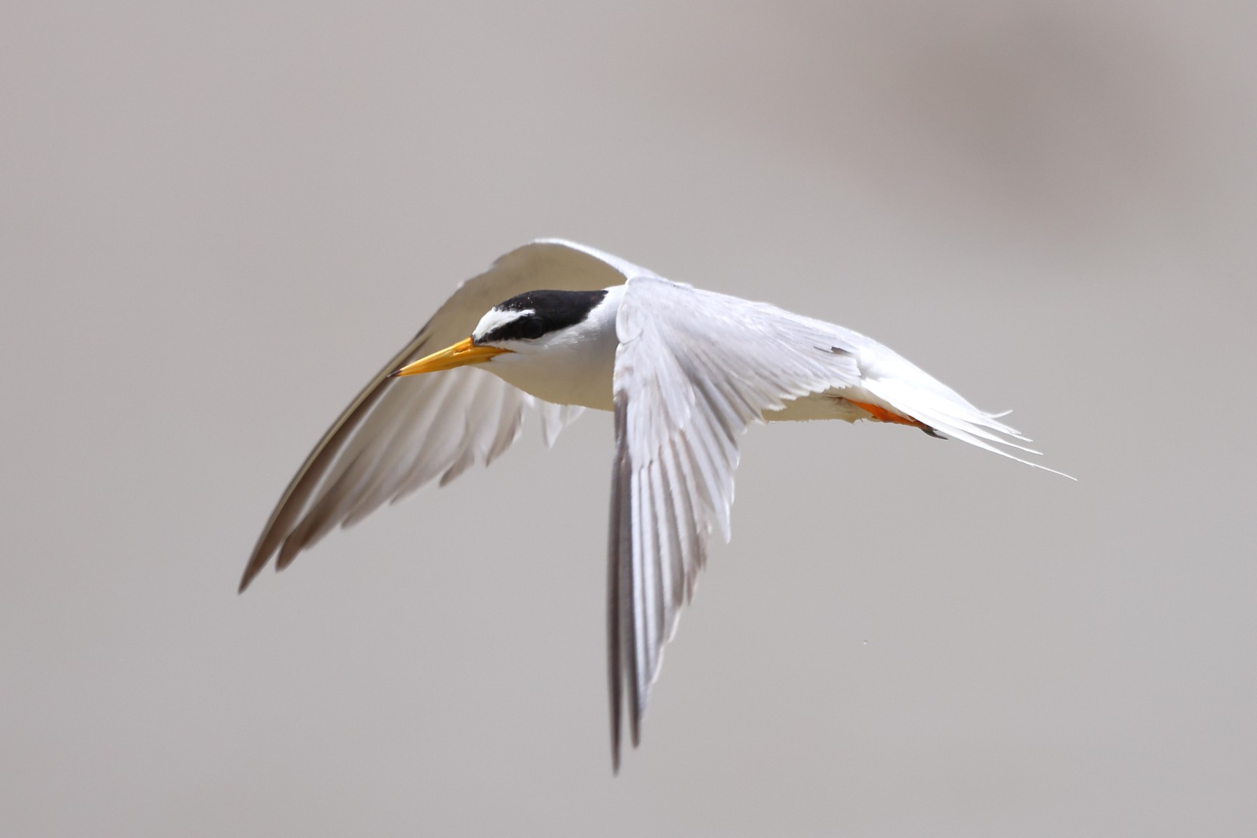 Saint Louis - Little tern (Sternula albifrons)