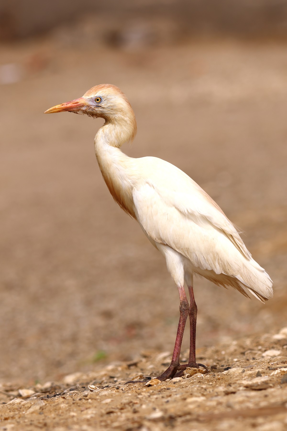 Saint Louis - Western cattle egret (Ardea ibis)