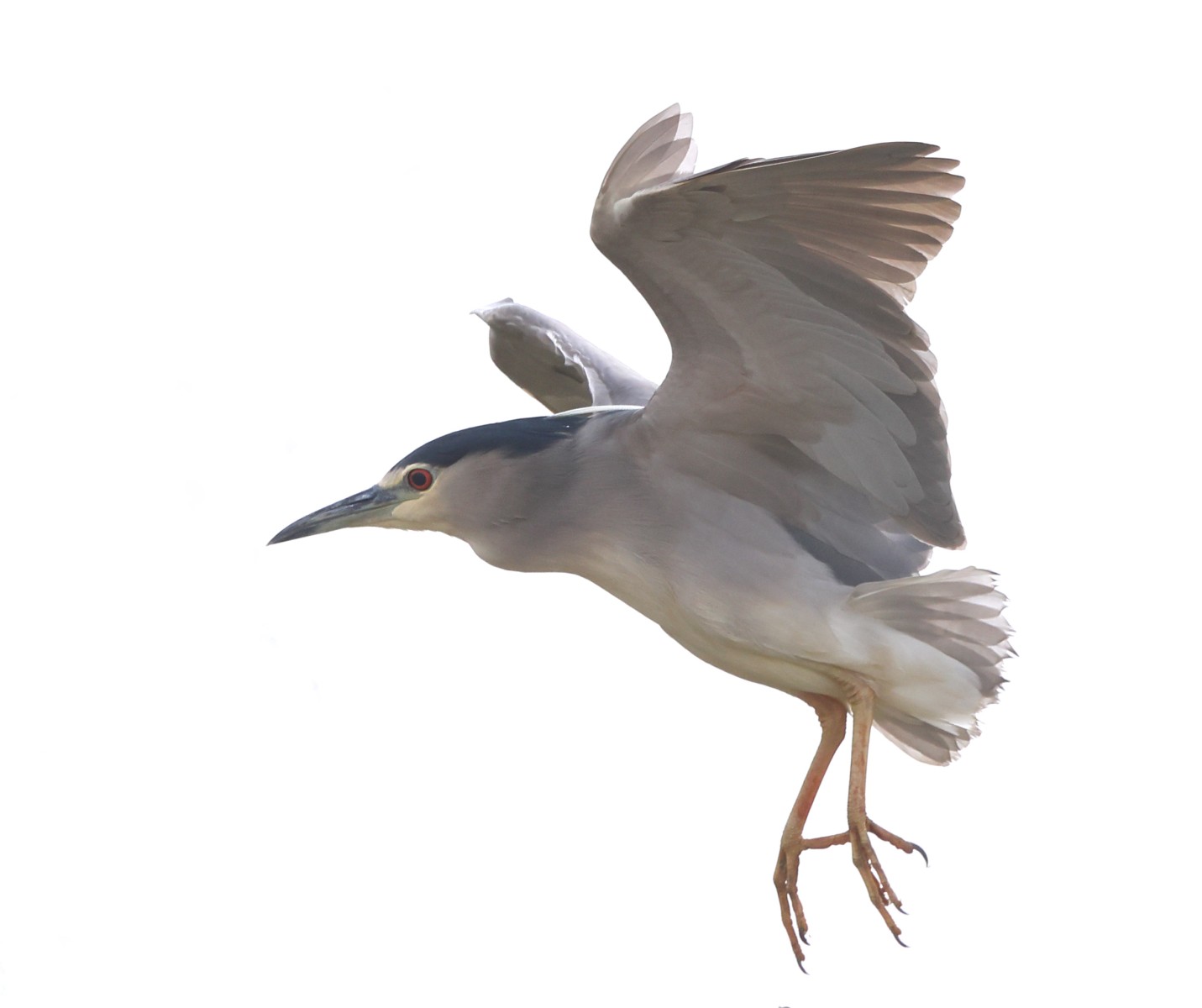 Djoudj National Bird Sanctuary - Black-crowned night heron (Nycticorax nycticorax)