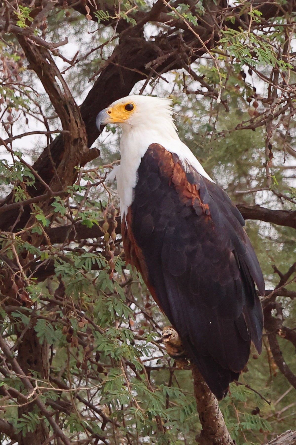 Djoudj National Bird Sanctuary - African fish eagle (Icthyophaga vocifer)