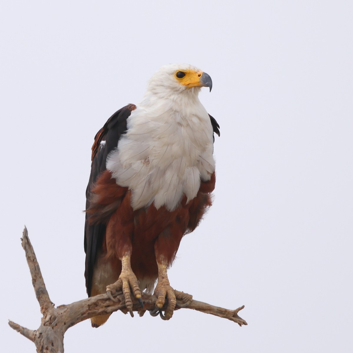 Djoudj National Bird Sanctuary - African fish eagle (Icthyophaga vocifer)