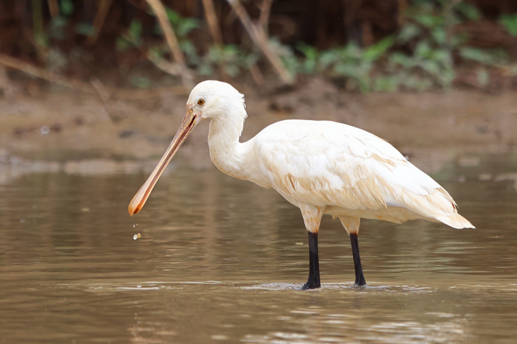 Djoudj National Bird Sanctuary - Eurasian spoonbill (Platalea leucorodia)