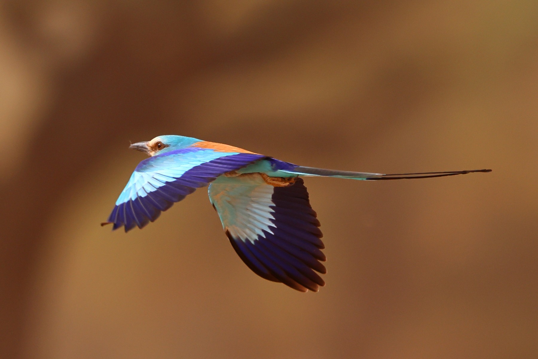 Near Touba - Flying Abyssinian roller (Coracias abyssinicus)