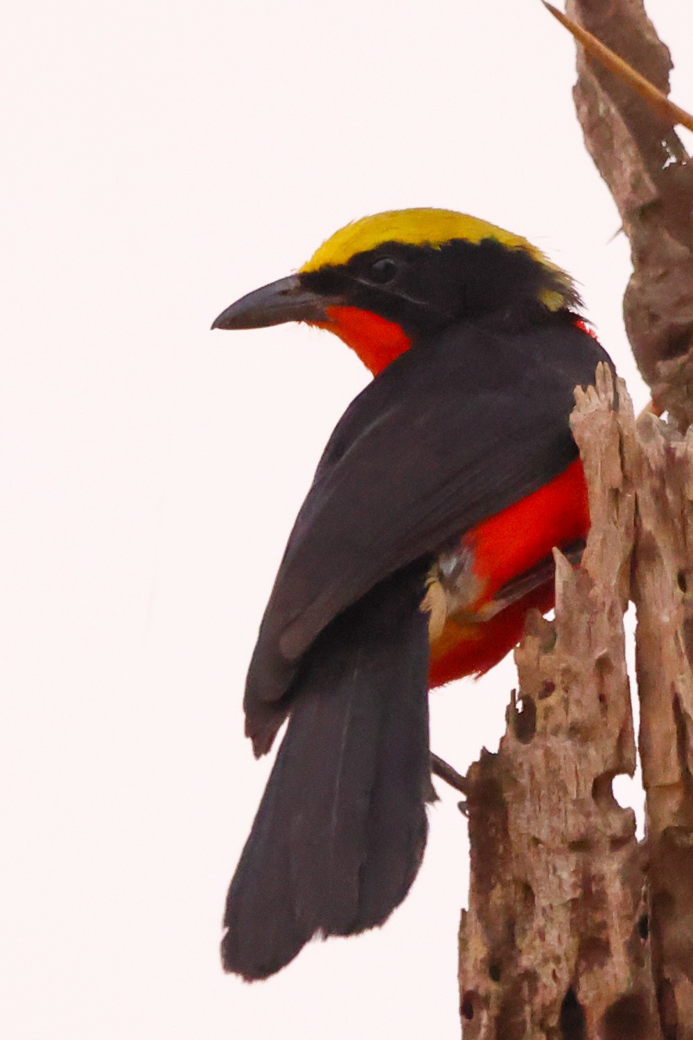 Ecolodge de Koba - Yellow-crowned gonolek (Laniarius barbarus)