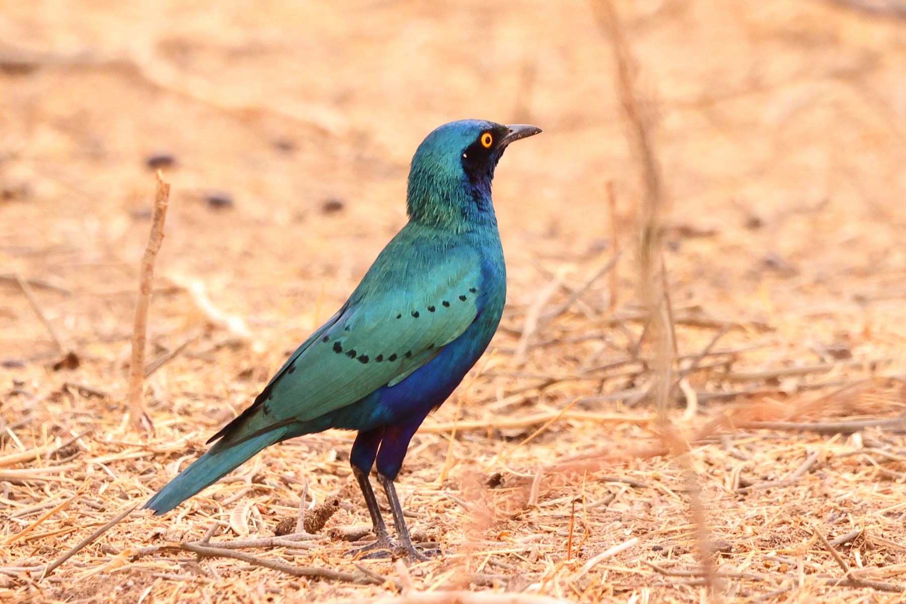 Ecolodge de Koba - Greater blue-eared starling (Lamprotornis chalybaeus)