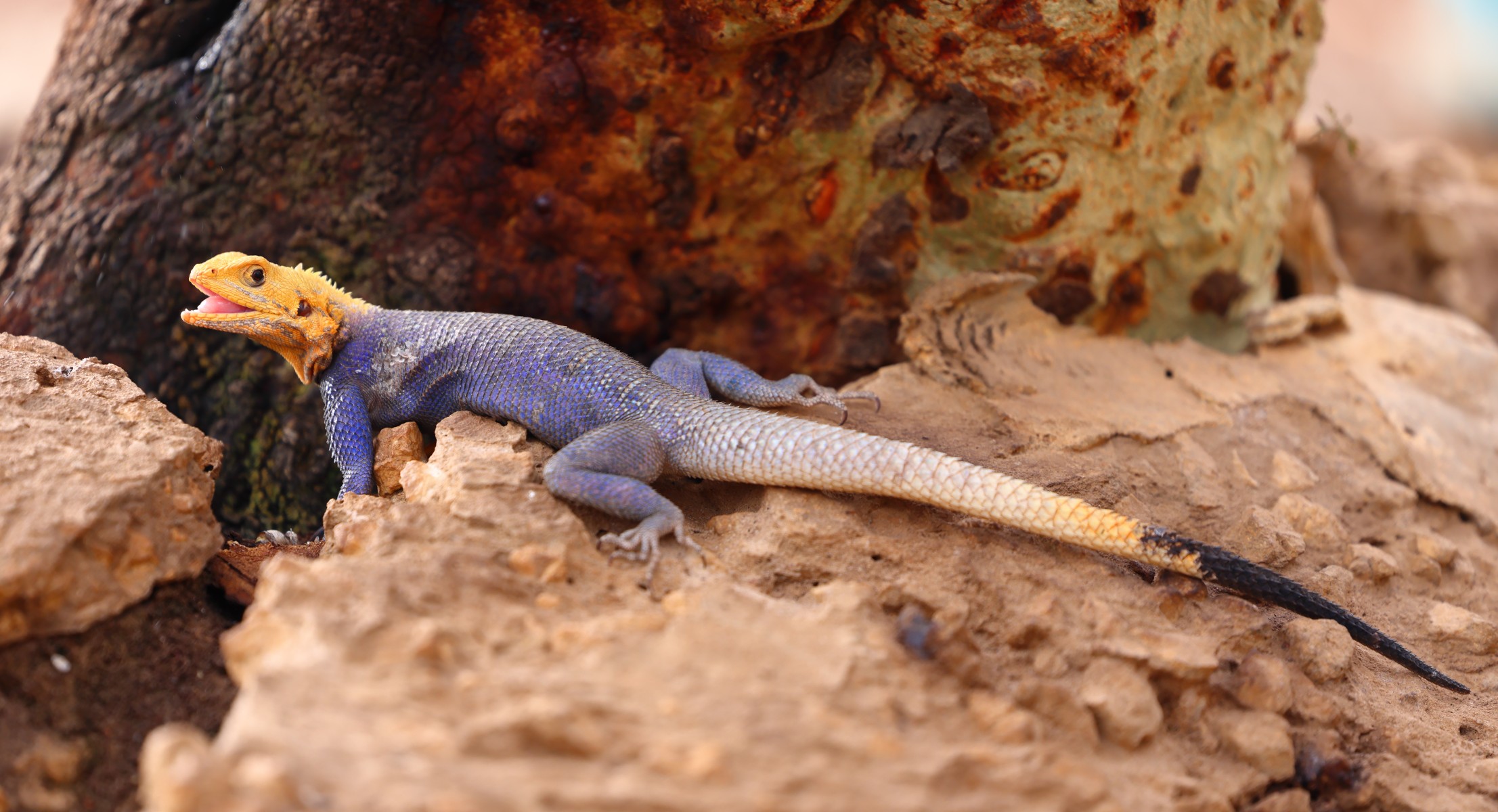 Kabacoto Safari lodge - Yellow-headed blue agama