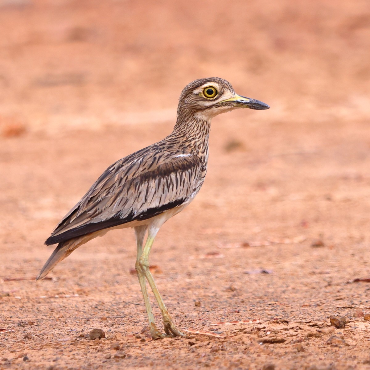 Kabacoto Safari lodge - Senegal thick-knee (Burhinus senegalensis)