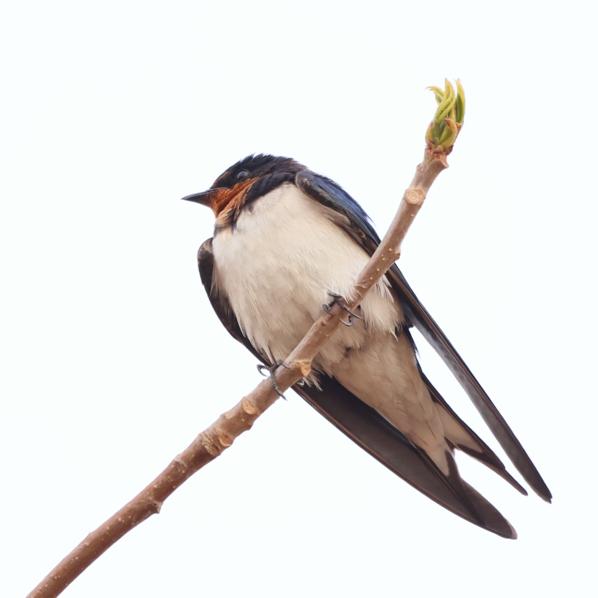 Kabacoto Safari lodge - Barn swallow (Hirundo rustica)