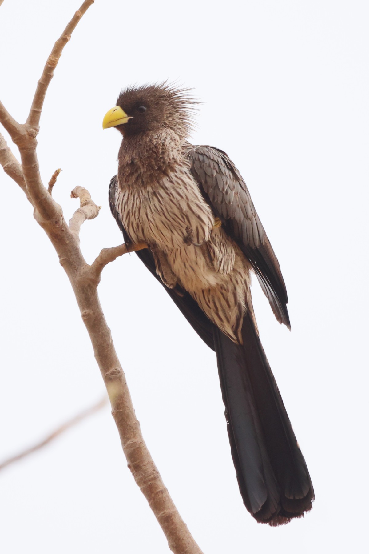 Kabacoto Safari lodge - Western plantain-eater (Crinifer piscator)