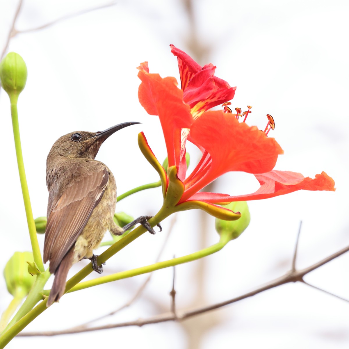 Kabacoto Safari lodge - Copper sunbird (Cinnyris cupreus)
