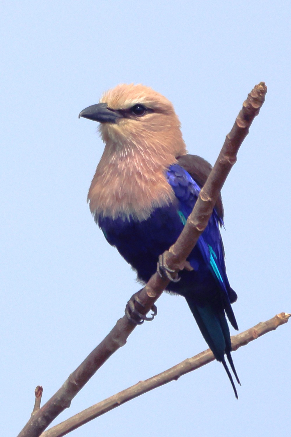 Abuko nature reserve - Blue-bellied roller (Coracias cyanogaster)