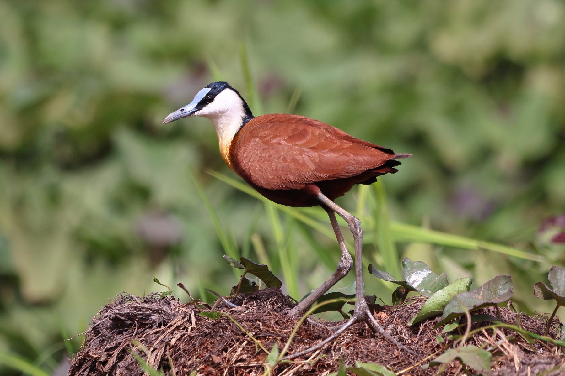 Abuko nature reserve - African jacana (Actophilornis africanus)