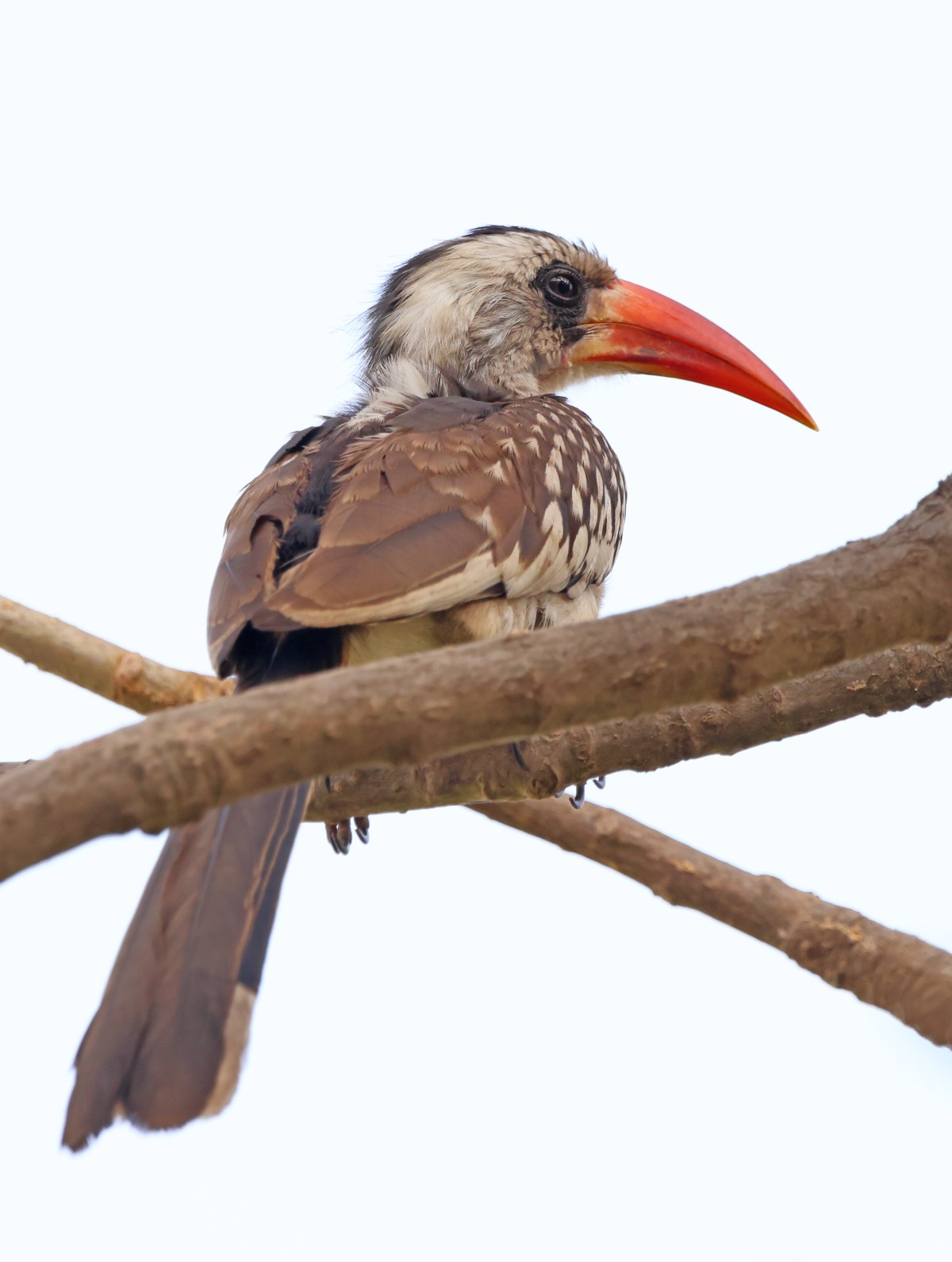 Banjul - Northern red-billed hornbill (Tockus erythrorhynchus)