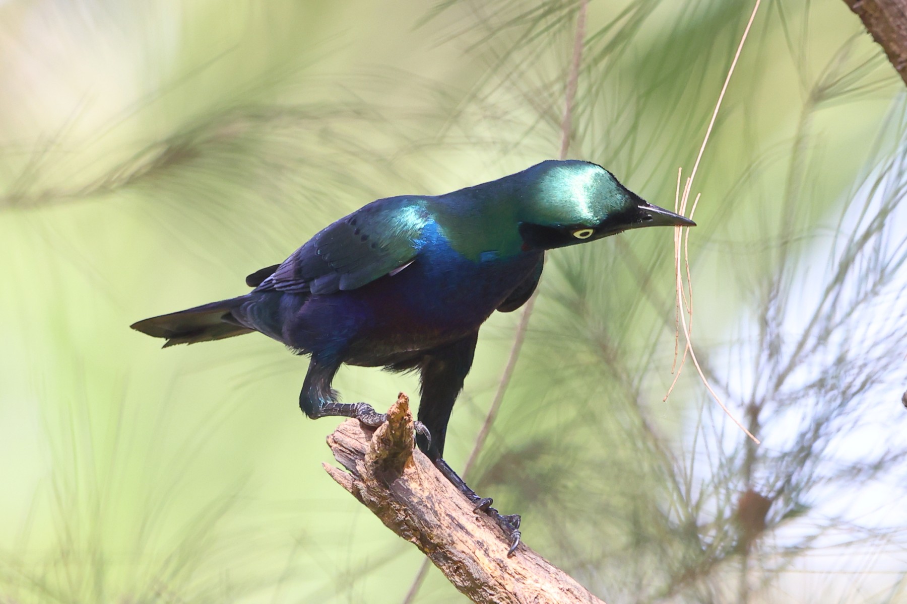 Banjul - Splendid starling (Lamprotornis splendidus)