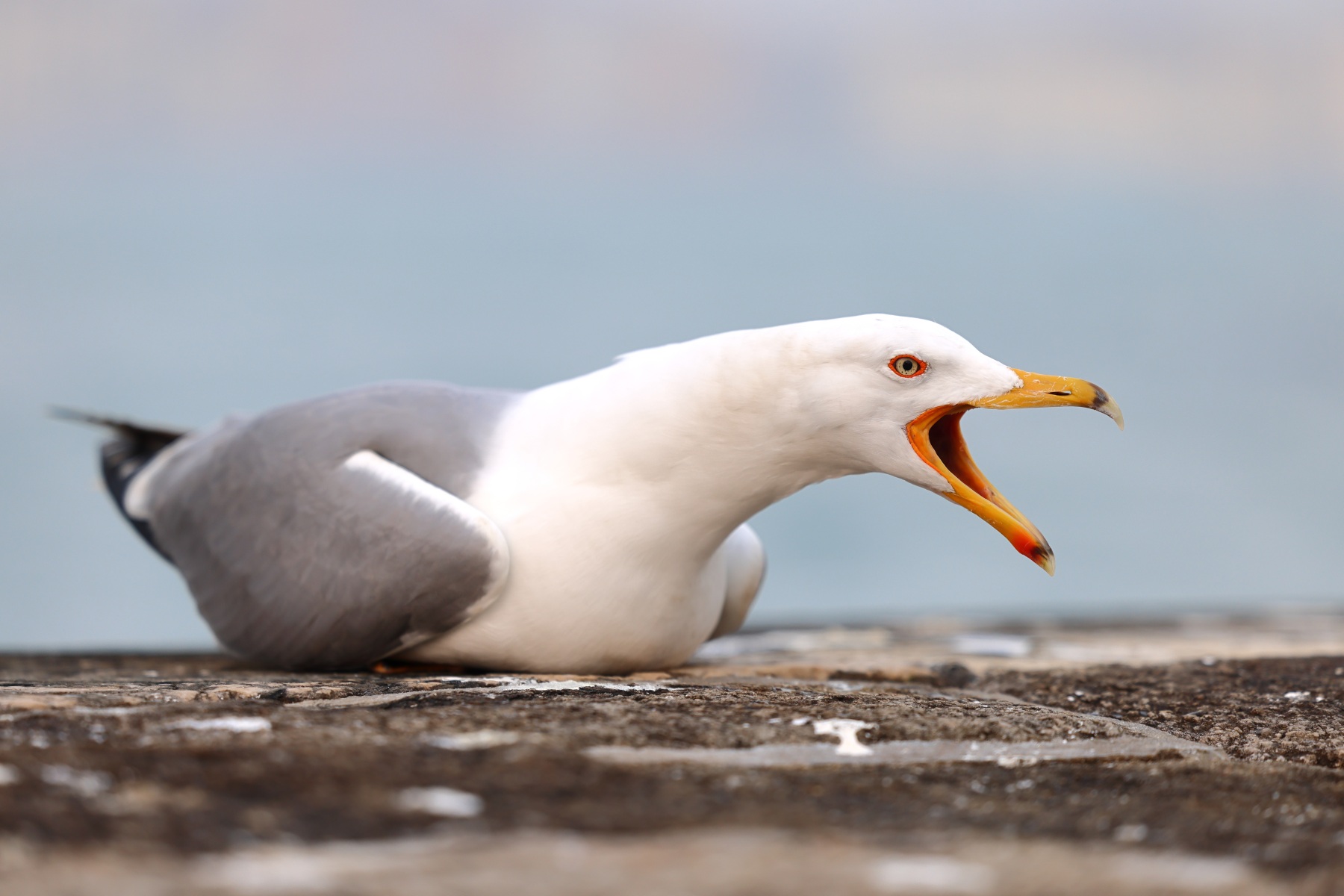 Seagull screaming