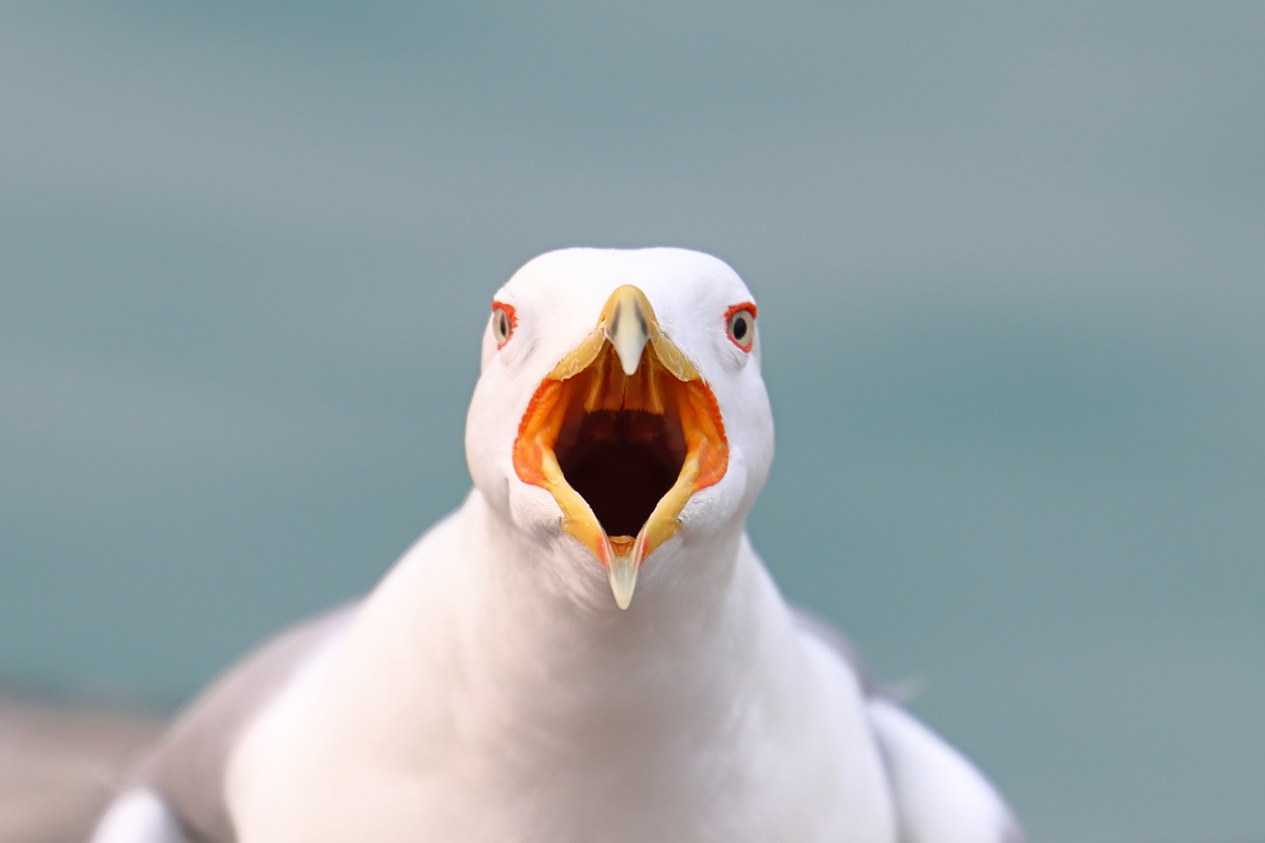 Seagull screaming
