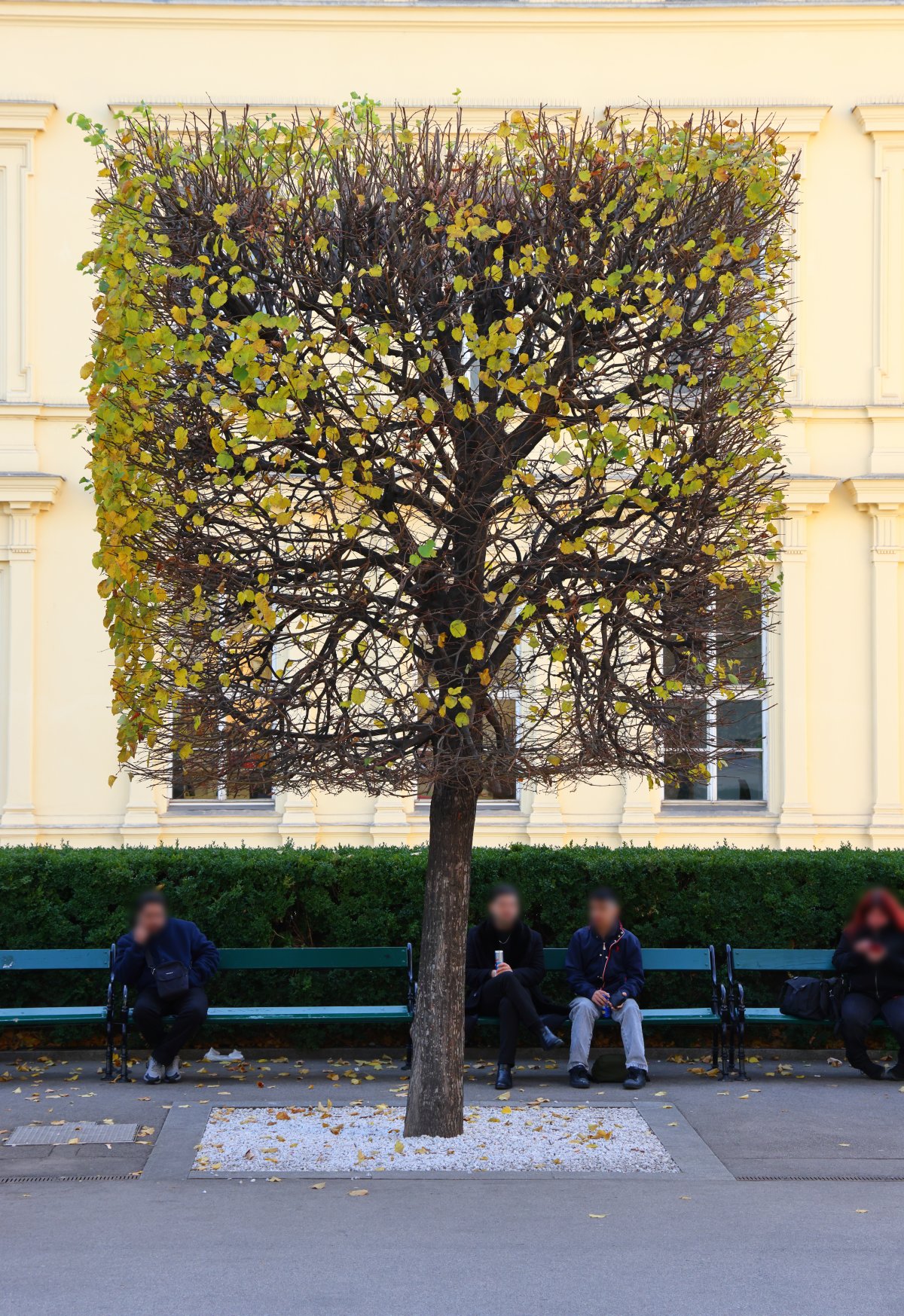 Albertina - Square tree